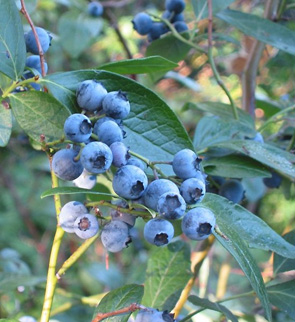 Heidelbeeren